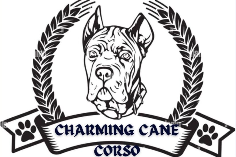 Charming Cane Corso